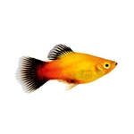 Platies - Xiphophorus maculatus Platies - Xiphophorus maculatus